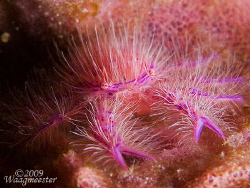 Hairy squat lobster (Lauriea siagiani) - Tulamben, Bali (... by Marco Waagmeester 